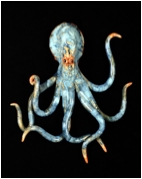BlueOctopus.jpg